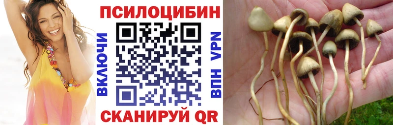 Галлюциногенные грибы GOLDEN TEACHER  Купить  Каменногорск 